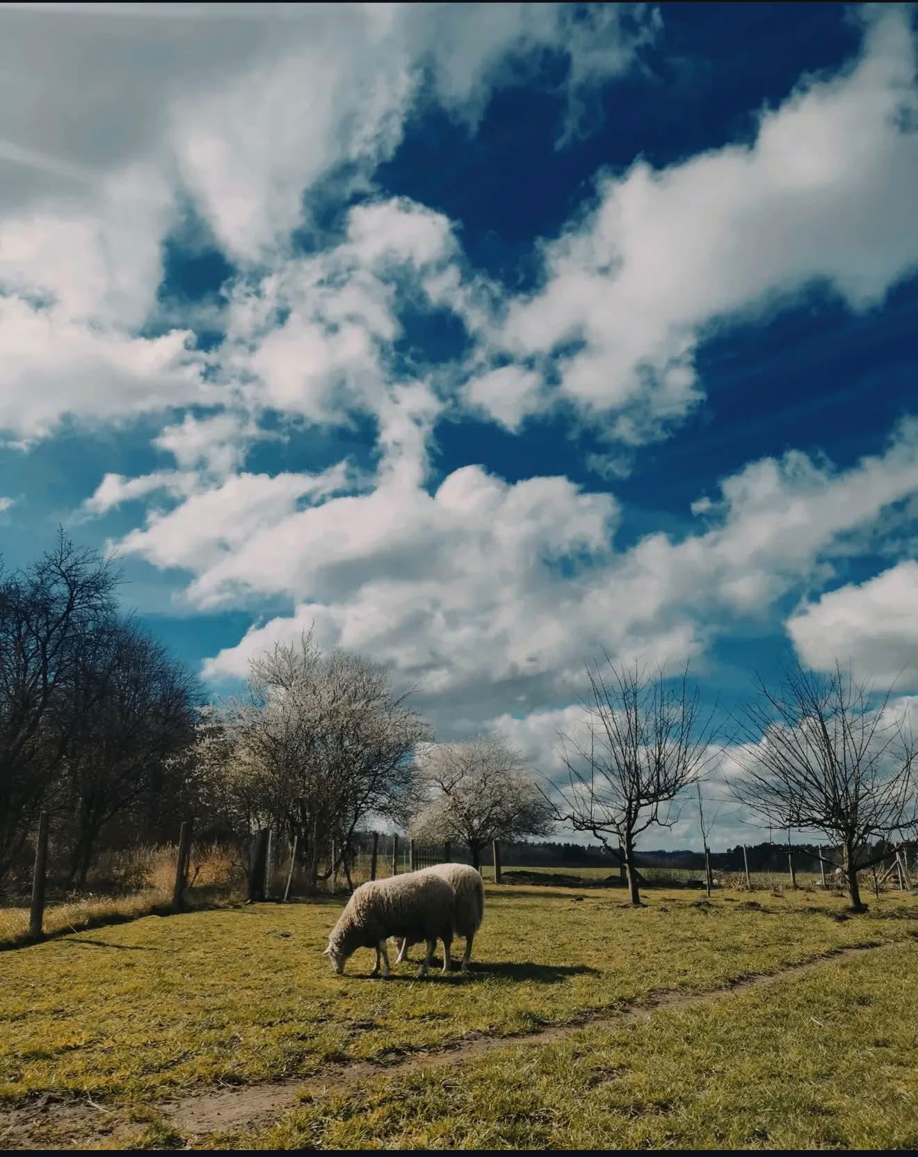 Owce pasące się w sadzie pod błękitnym niebem
